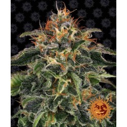 Moby Dick - 3 Seeds |...