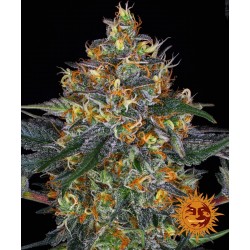 Moby Dick Auto - 3 Seeds |...