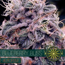 BLUEBERRY BLISS AUTO - 10...