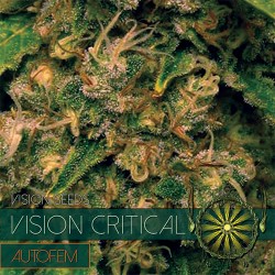 VISION CRITICAL - 10 SEEDS...