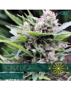 Medical Vision Seed Wholesale
